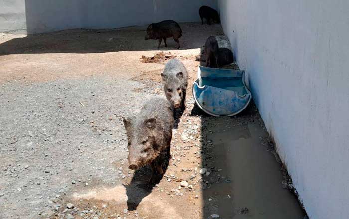 Secretaría de Medio Ambiente suspende sitio de exhibición de animales exóticos 1 puerco