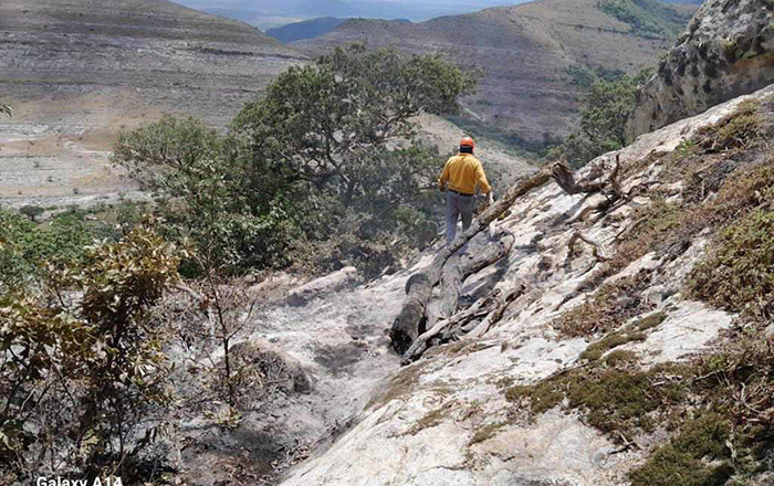 Protección Civil Tamaulipas y CONAFOR extinguen incendio forestal 1 358854266 1039335400778349 6715343339734753472 n