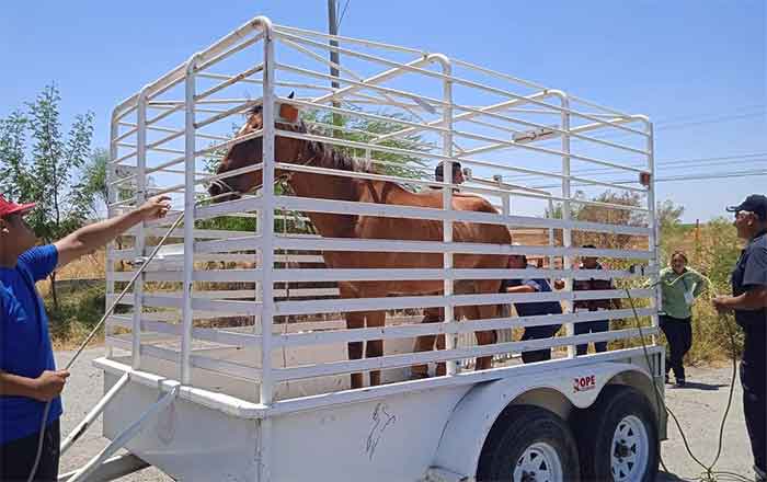 Reynosa limpia, pero sin carretoneros con caballos 1 CABALLO
