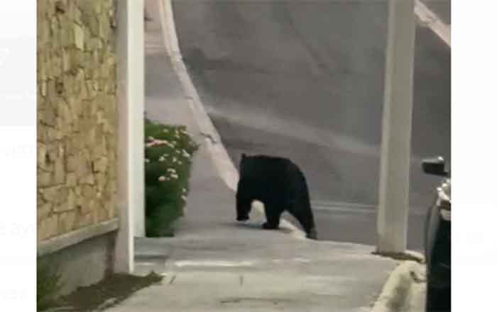 Reportan a oso negro paseando por una zona residencial de Monterrey 1 OSO NEGRO