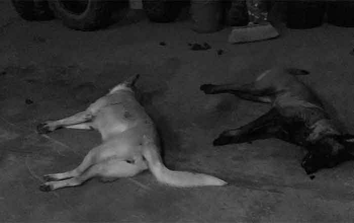 Alcalde michoacano mata a balazos a 'Buba' y 'Canelita' 1 PERRITOS 2