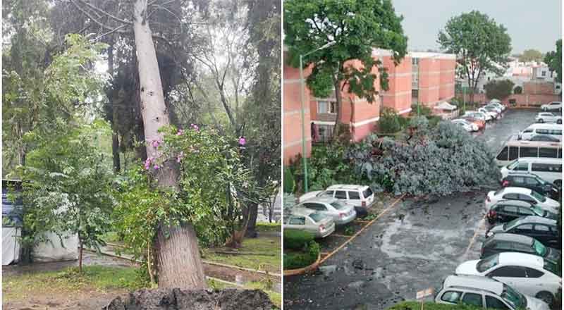 TLALPAN