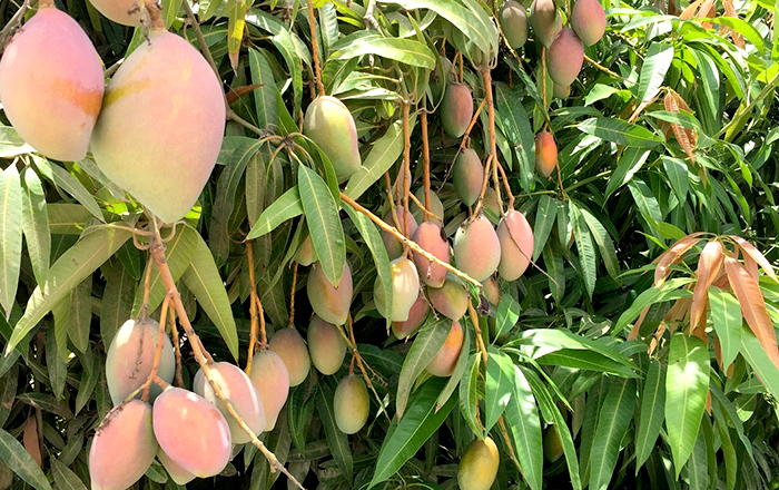 cosecha-de-mangos