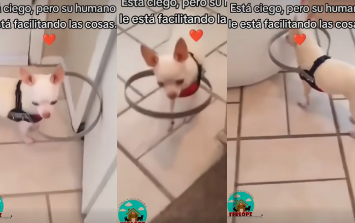 perrita