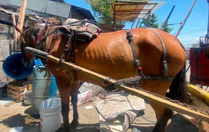 Rescata Secretaría de Medio Ambiente caballos maltratados por carretoneros 1 sfgs