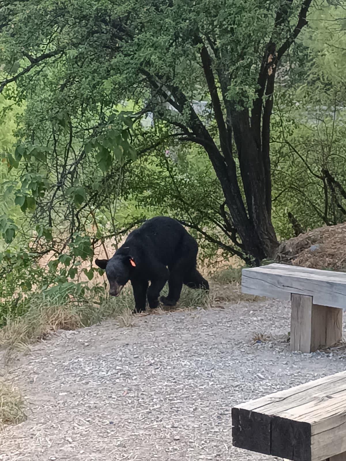 Ahora capturan oso en río La Silla 2 376517824 1028183251957958 5189916690563598681 n