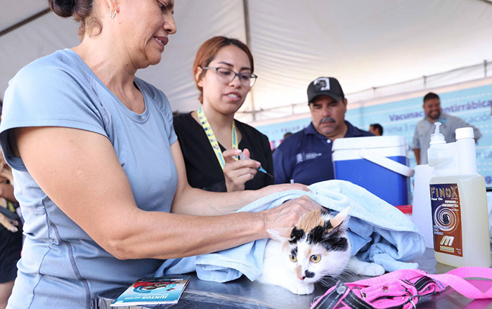 Busca San Nicolás vacunar alrededor de 4 mil michis y lomitos 2 380833399 893832058744846 5885485067360768350 n