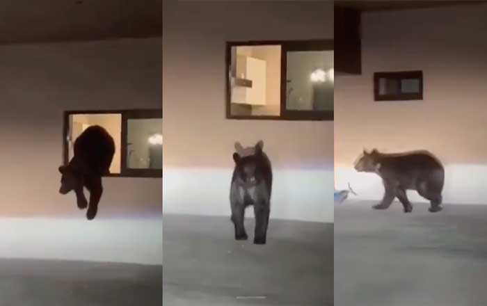 oso