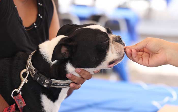 Invita San Nicolás a brigada de salud para perros y gatos 1 perrito 2