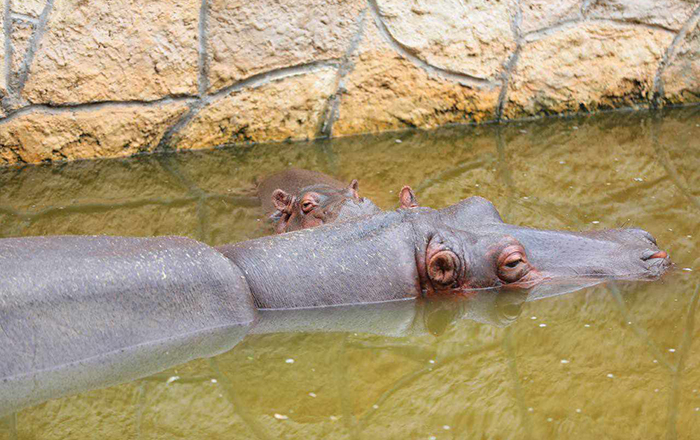 Zoológico da recibimiento al cuidado de animales recién nacidos 1 380093748 1389539558268319 1017723245916076062 n