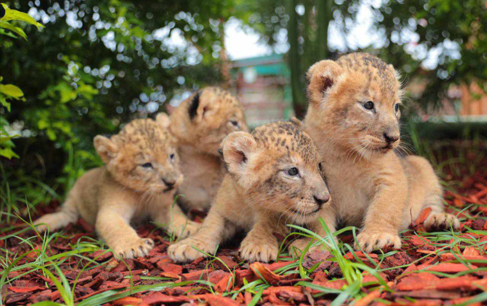 Zoológico da recibimiento al cuidado de animales recién nacidos 3 380513270 1134382620872128 5776115383160773875 n