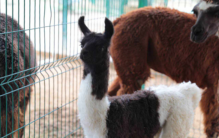 Zoológico da recibimiento al cuidado de animales recién nacidos 2 384540590 6917989401554866 5004132686995183629 n