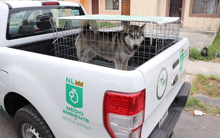 Rescatan a perro maltratado en Montemorelos 1 396240524 1013975052985759 2291245042274813144 n