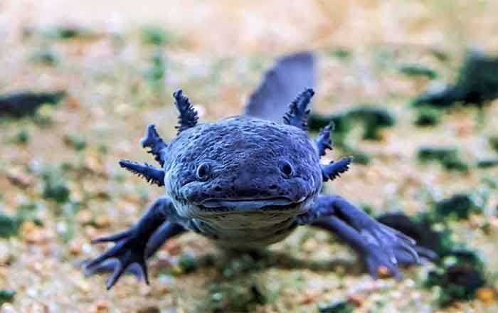 AJOLOTE