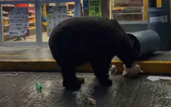 Ahora graban a oso negro comiendo pizza en un OXXO 1 OSO 2 1