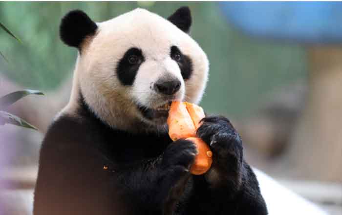 PANDA
