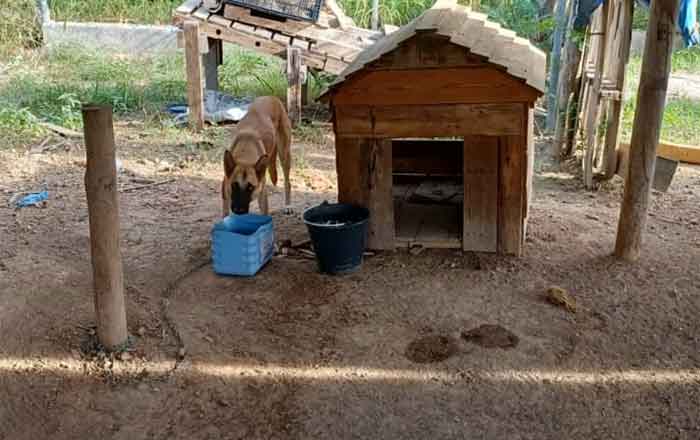 '¿Quieres adoptar a un perrito? 1 PERRITO 2