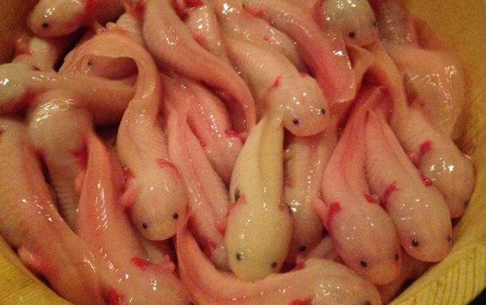 Ajolotes fritos se ofrecen como platillo exótico en restaurante japonés 2 387459513 667831085225720 9052832051549291728 n