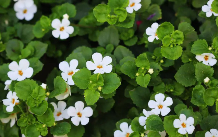 bacopa-flor