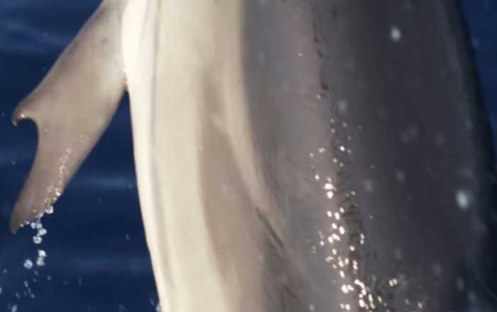 Delfín 'con pulgares', raro hallazgo en la costa de Grecia 1 del