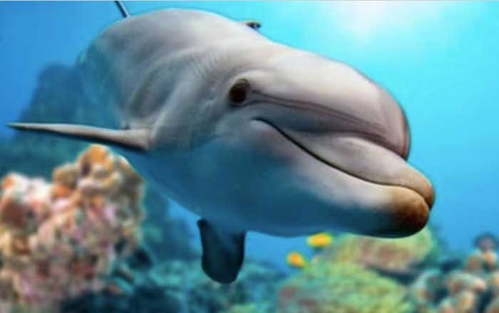 delfin
