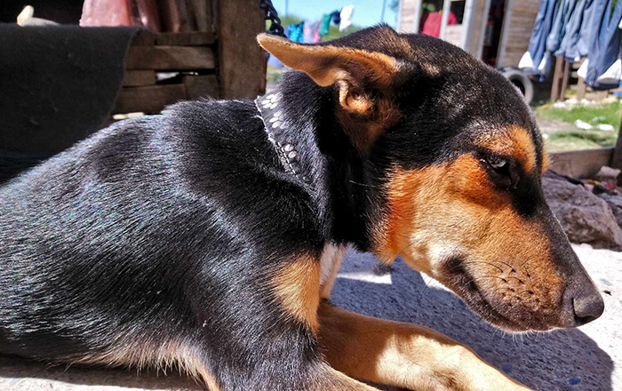 Llaman a prevenir rabia y sobrepoblación de mascotas 1 417924410 1107093120313383 1862589923189140067 n