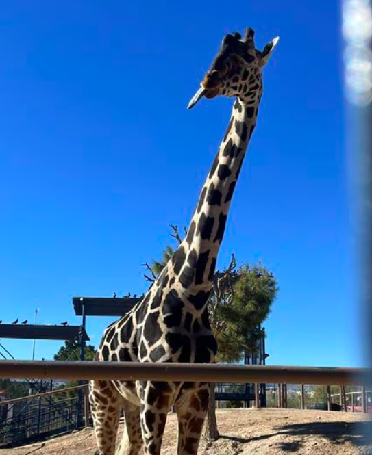 Jirafa "Benito" en el parque Central de Ciudad Juárez, Chihuahua. Foto: X @SalvemosABenito