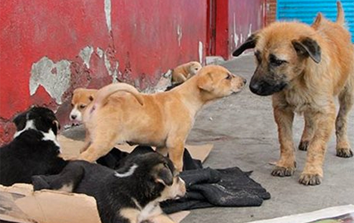 PERRITOS