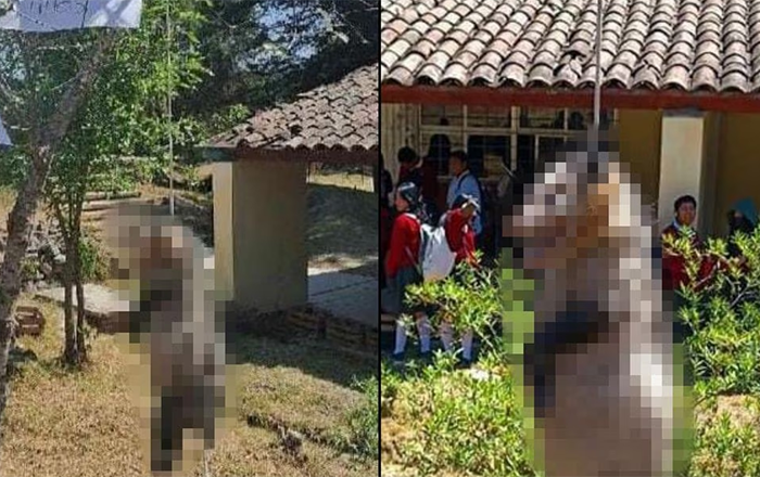 Estudiantes de Oaxaca matan y cuelgan a tlacuache 1 TLACUACHE 2