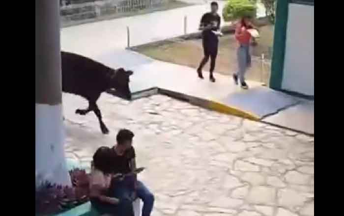 VACA