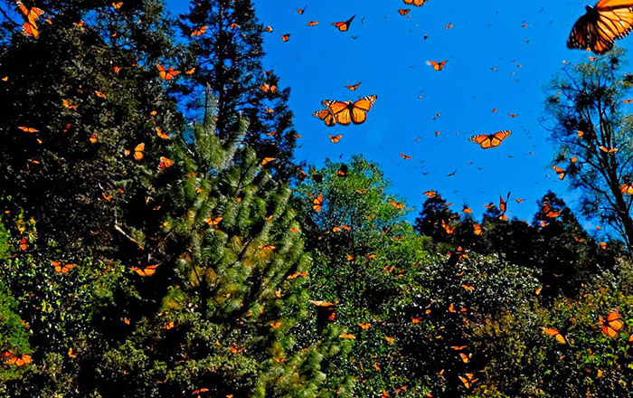 mariposa-monarca-952c7672-focus-0-0-1300-865