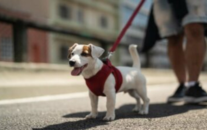 paseo-perro-gt-000238-400x225