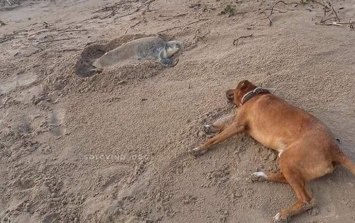 Abandonan a perrito y se convierte en guardián de tortugas 1 440556128 1095977491462191 6761526264892130772 n
