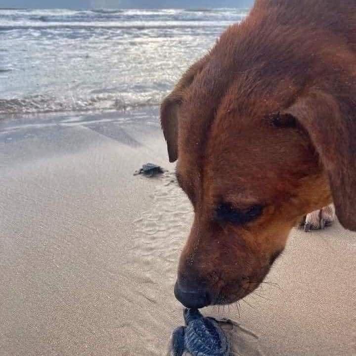 Abandonan a perrito y se convierte en guardián de tortugas 2 440765010 673637398236596 2838767574372089153 n