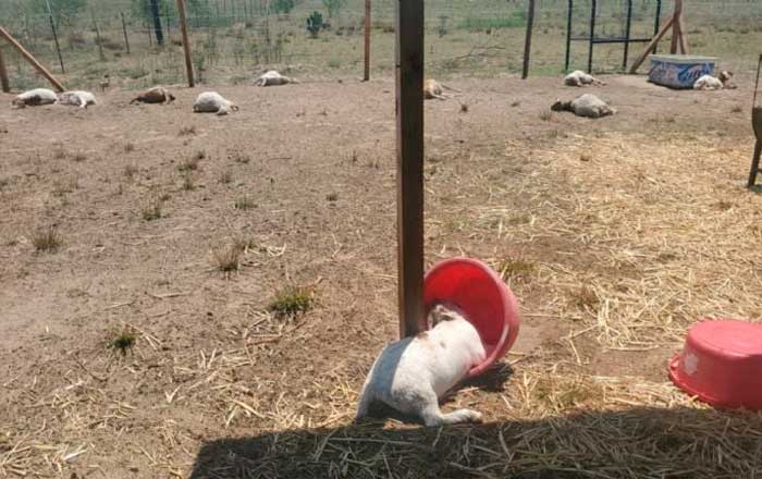 ¿Otro ‘chupacabras’? Mueren 17 animales en rancho de Nuevo Laredo 1 gana