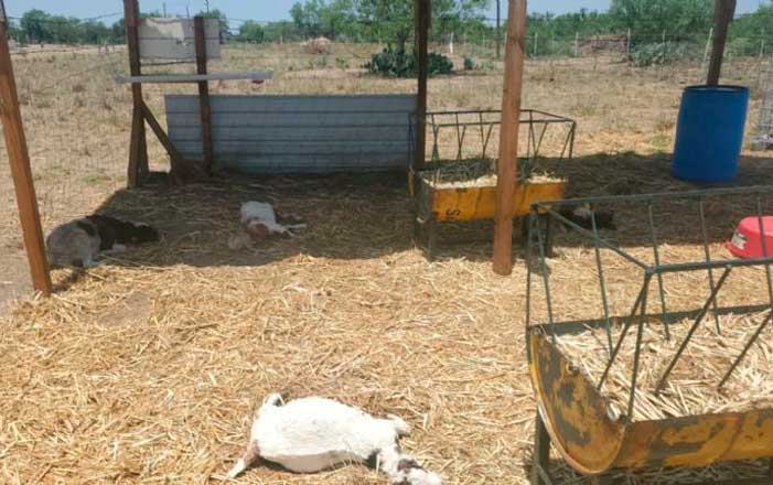 ¿Otro ‘chupacabras’? Mueren 17 animales en rancho de Nuevo Laredo 2 ganss