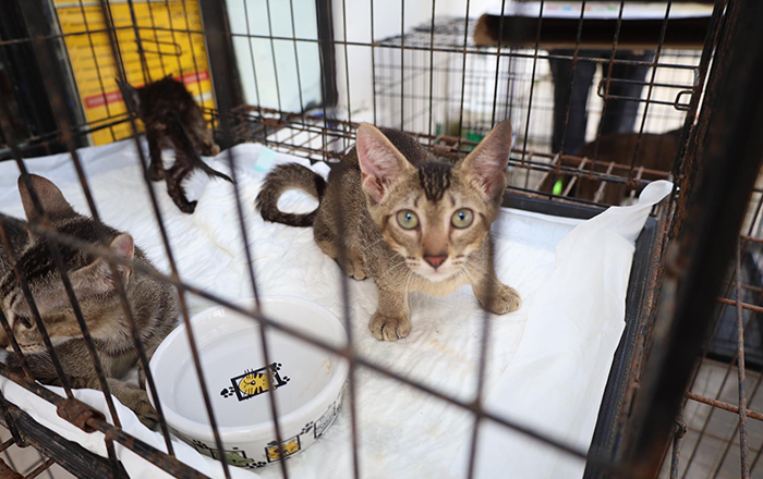 Realizan Feria de Adopción y Vacunación en centro antirrábico de Reynosa 3 448817118 1420086341999396 527733385429205797 n