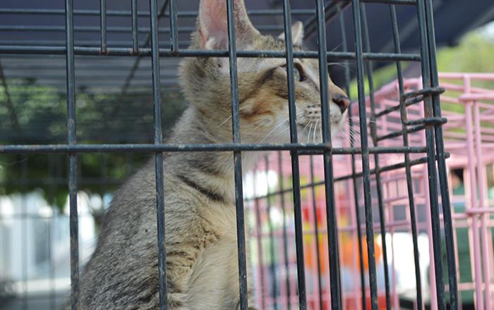 Realizan Feria de Adopción y Vacunación en centro antirrábico de Reynosa 2 448855386 1153442449320773 6348486536477786629 n