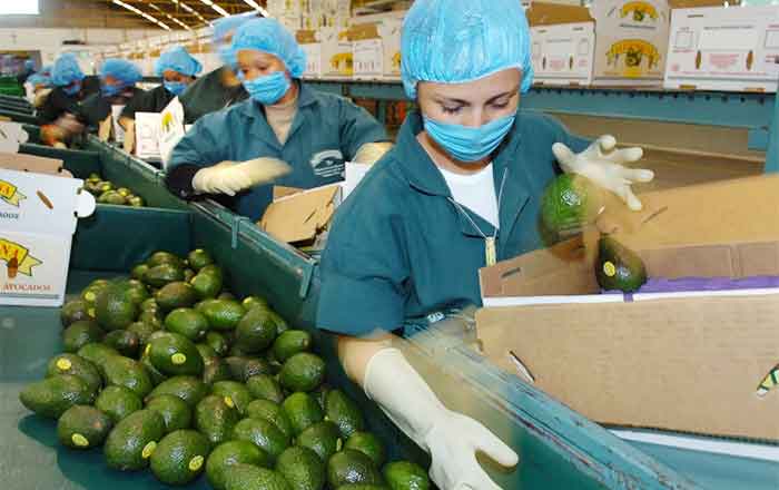 AGUACATE