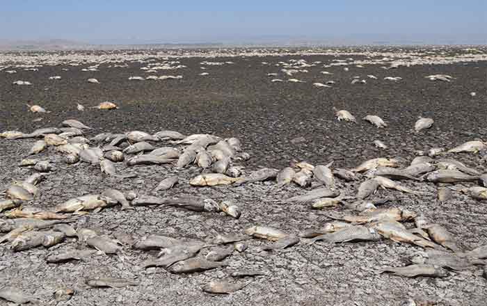 ¿Qué está pasando? Mueren miles de peces en Chihuahua (VIDEO) 1 PECES 2