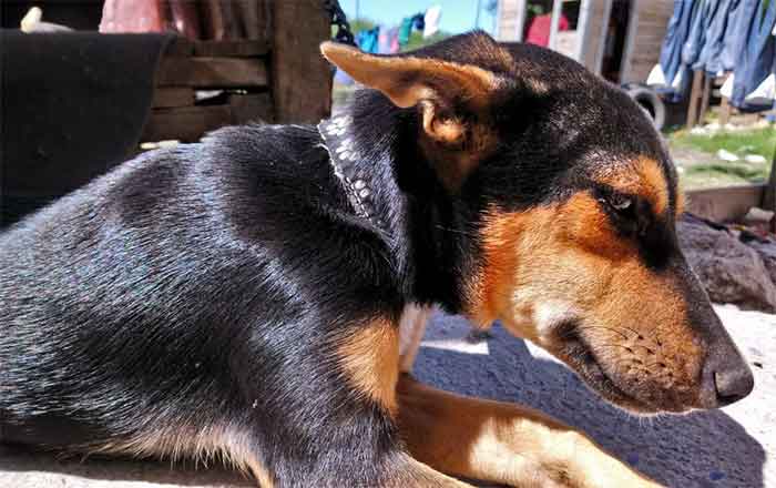 PERRO