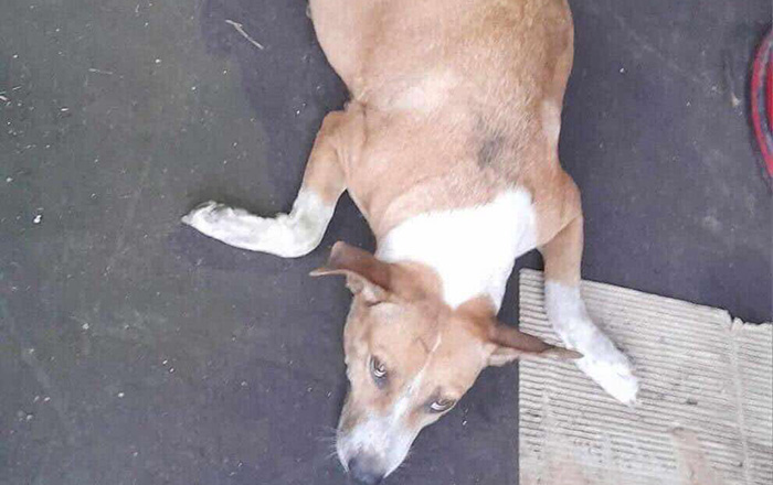Sacrifican a perrita en instalaciones de Taller Municipal por ‘agresiva’ 1 452312044 1216922589333939 1270494410014490004 n