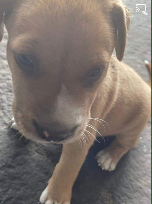 Sacrifican a perrita en instalaciones de Taller Municipal por ‘agresiva’ 2 452312705 833784311764046 1963097040783390814 n