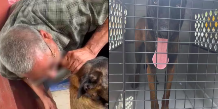 Buscan a dos hombres por mutilar oreja de un perro en Nuevo León