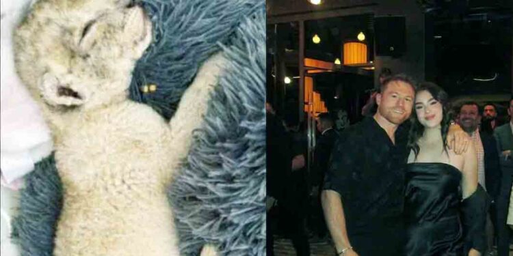 Hija del ‘Canelo’ tiene a un cachorro de león como mascota