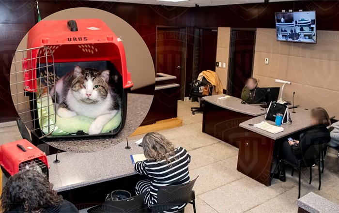 GATO