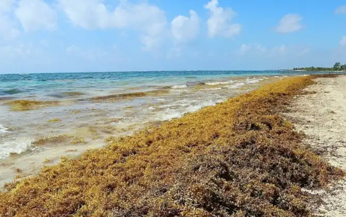 sargassum-seaweed-on-the-beach-in-costa-maya-mexi-2021-10-15-17-40-07-utc-1-1-1
