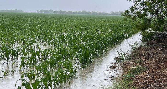 Mejoran lluvias al campo de la región fronteriza 2 480318478 664032002750222 3813998812323741938 n