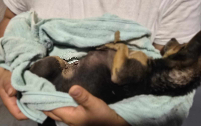 Hombre detenido en Guadalupe por maltratar a perra chihuahua 2 481985129 1192353682234537 4922026849955143744 n