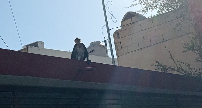Rescatan a mono araña en San Nicolás 1 482710811 1188075072923990 3606192217372482707 n